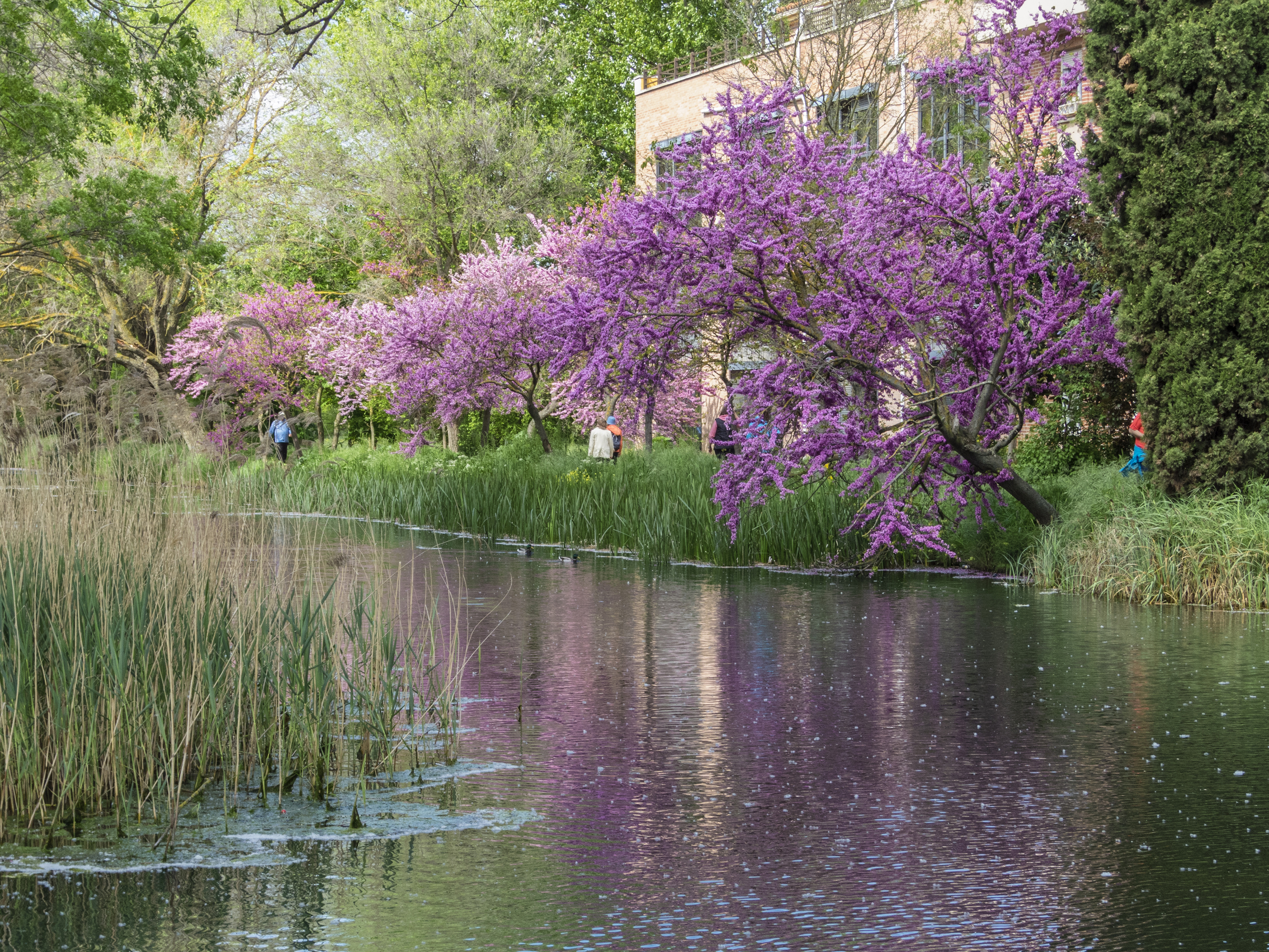 Primavera en la cuenca