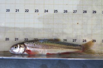 Ejemplar de Bermejuela  (Chondrostoma arcasii) tras su pesca eléctrica