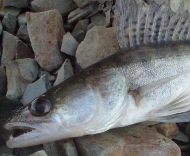 /documents/2940018/0/Lucioperca+%28Sander+lucioperca%292.png/cf563341-eec7-11ef-af45-cdc83ee21f02?t=1756122865930