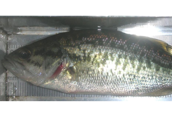 /documents/2940018/0/Perca+americana+%28Micropterus+salmoides%29.png/cf28e77f-bf43-5391-7607-c02fe74d9b0d?t=1756122942490