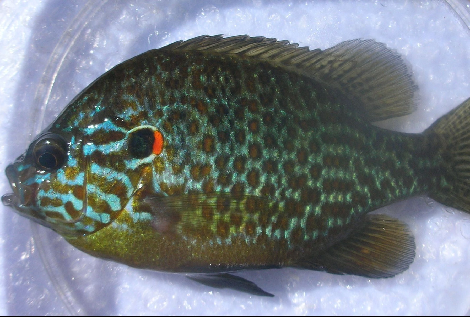 /documents/2940018/0/Perca+sol+%28Lepomis+gibbosus%29.jpg/d30143c8-5536-b94d-19dd-fc738957c8cc?t=1759416912584