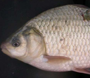 /documents/2940018/0/Pez+dorado+%28Carassius+auratus%29.png/0c202170-dc08-627b-3eb8-a2bff4114613?t=1756123132271