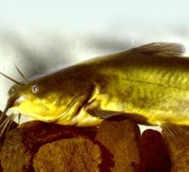 /documents/2940018/0/Pez+gato+%28Ameiurus+melas%29+%281%29.png/4823bcf5-41d3-4aee-a3da-db9fa07277a7?t=1756122986231