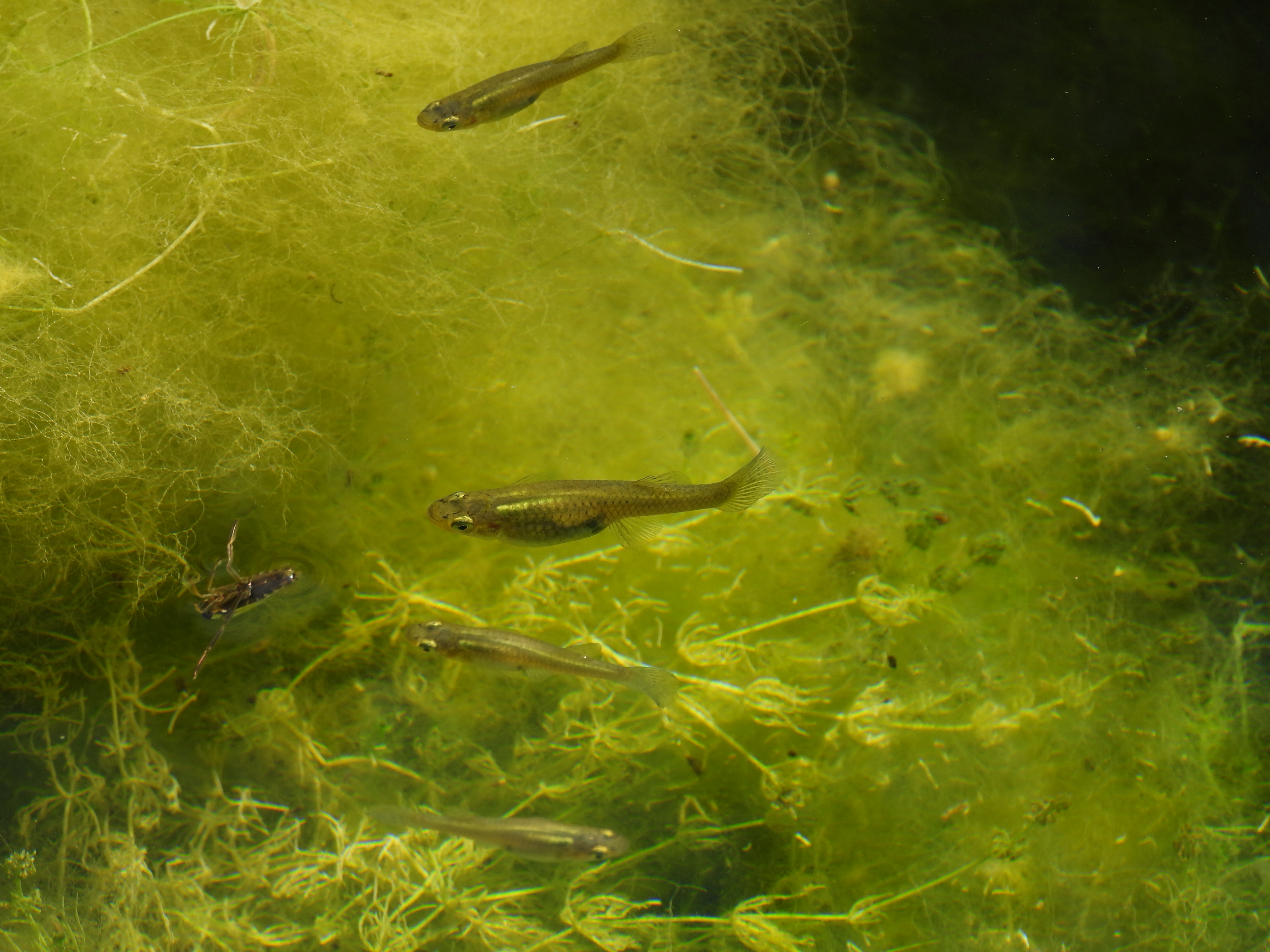 Gambusia (<em>Gambusia holbrooki</em>)