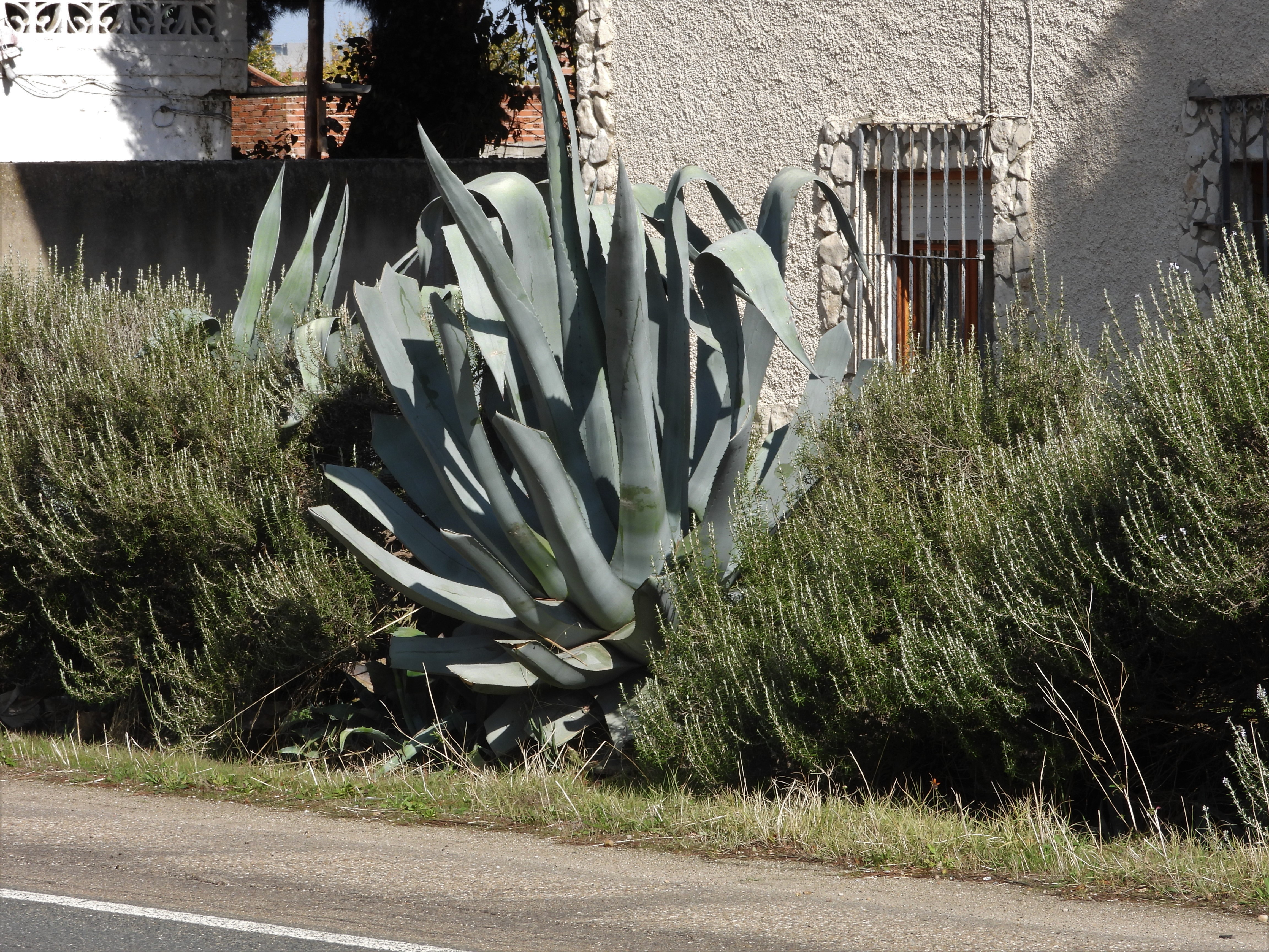 /documents/2940018/2958142/Agave+amarillo+%28Agave+americana%29.JPG/0f468250-09cd-a14b-a0d5-10164a5127ca?t=1759416029582