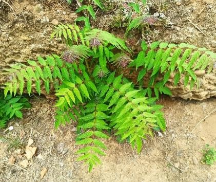 /documents/2940018/2958142/Ailanto+%28Ailanthus+altissima%29.jpg/a8b08518-e0c2-88a6-edb8-aa9230d68d74?t=1759416030452