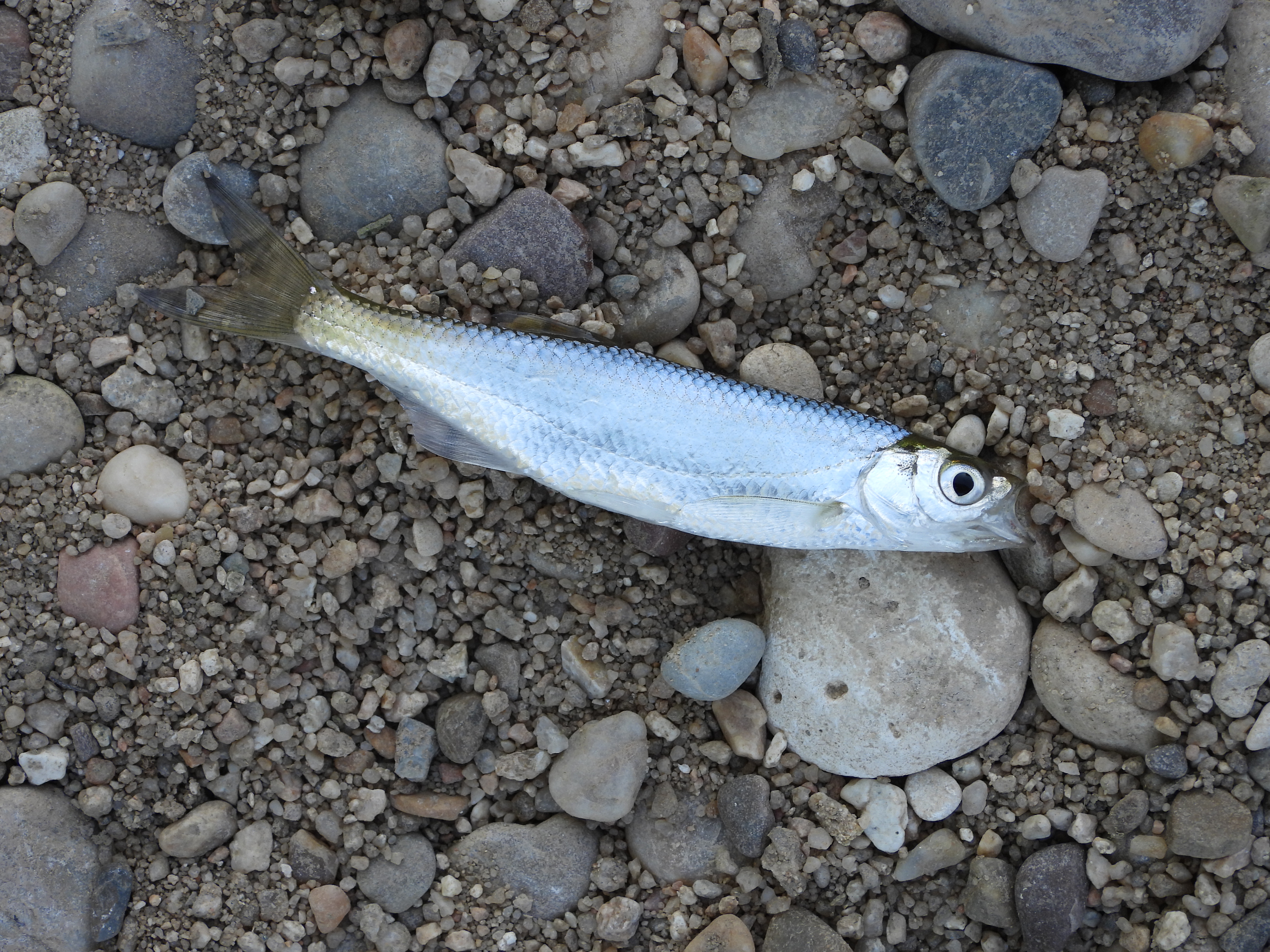 /documents/2940018/2958142/Alburno+%28Alburnus+alburnus%29.JPG/461e43f8-4682-633e-2979-c572775862ec?t=1759745955766