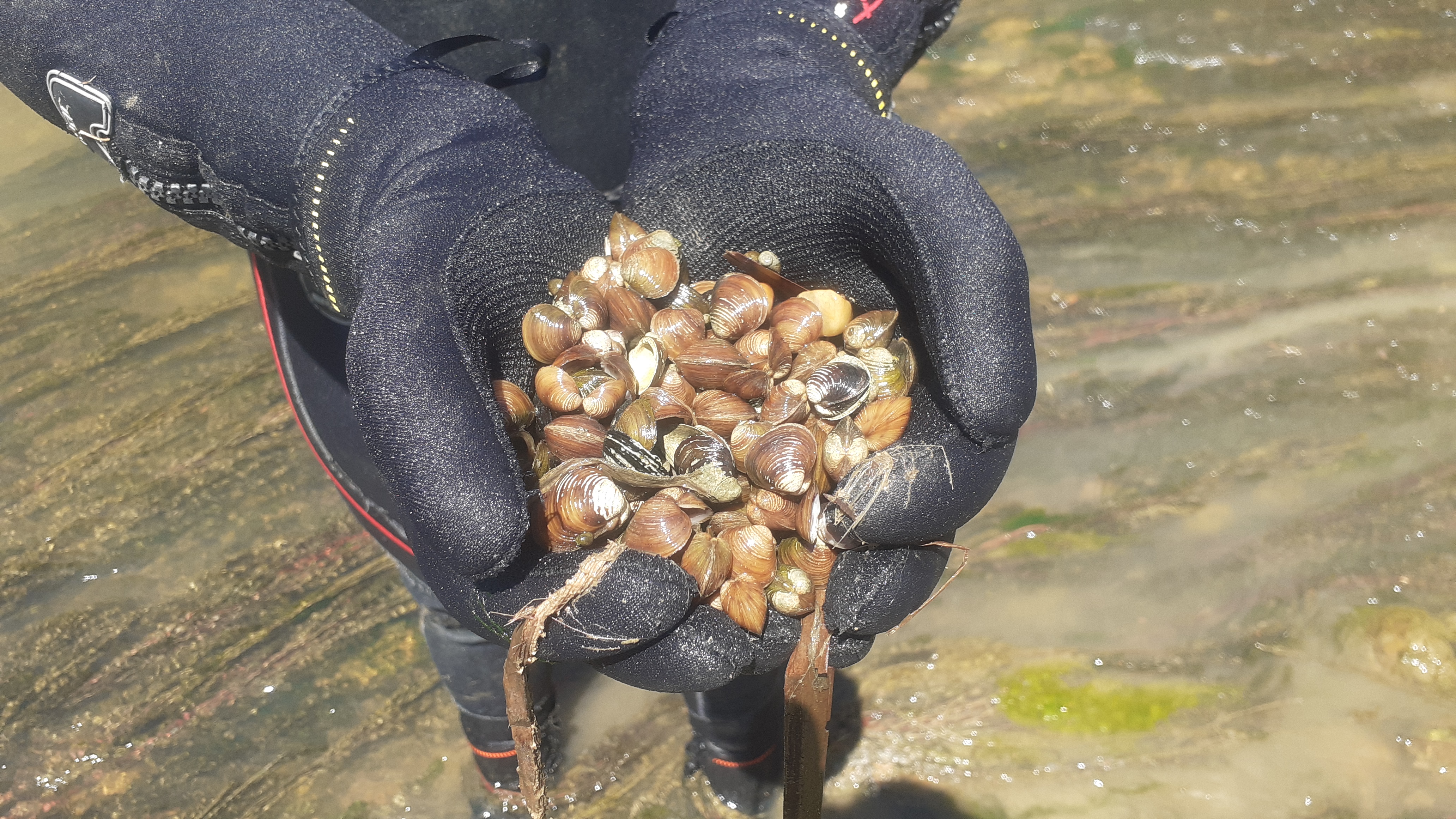 /documents/2940018/2958142/Almeja+asi%C3%A1tica+%28Corbicula+fluminea%29.jpg/1c7e2f1b-385d-ea41-9ad9-c29607f3e999?t=1759746959149