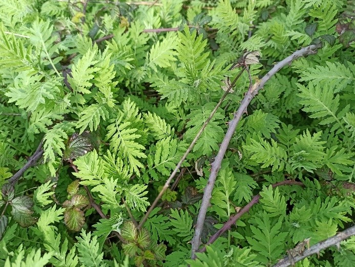 /documents/2940018/2958142/Ambros%C3%ADa+%28Ambrosia+artemisiifolia%29.jpg/ad98e209-55db-b776-bf6e-032be43e4bea?t=1759416030953