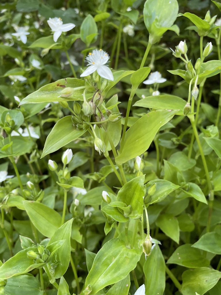 /documents/2940018/2958142/Amor+de+hombre+%28Tradescantia+fluminensis%29.jpg/f8f35209-93f2-f7b9-abd7-192986fdf359?t=1759416031581