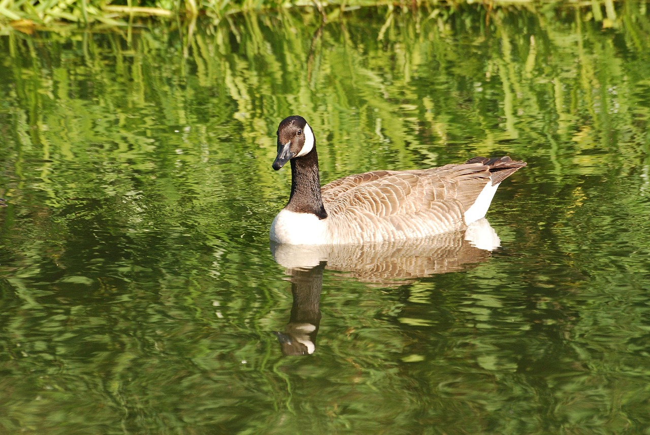 /documents/2940018/2958142/Barnacla+canadiense+%28Branta+canadensis%29.jpg/7c3403b4-b46b-2b8f-ad9d-8fb2573053fa?t=1759414399415
