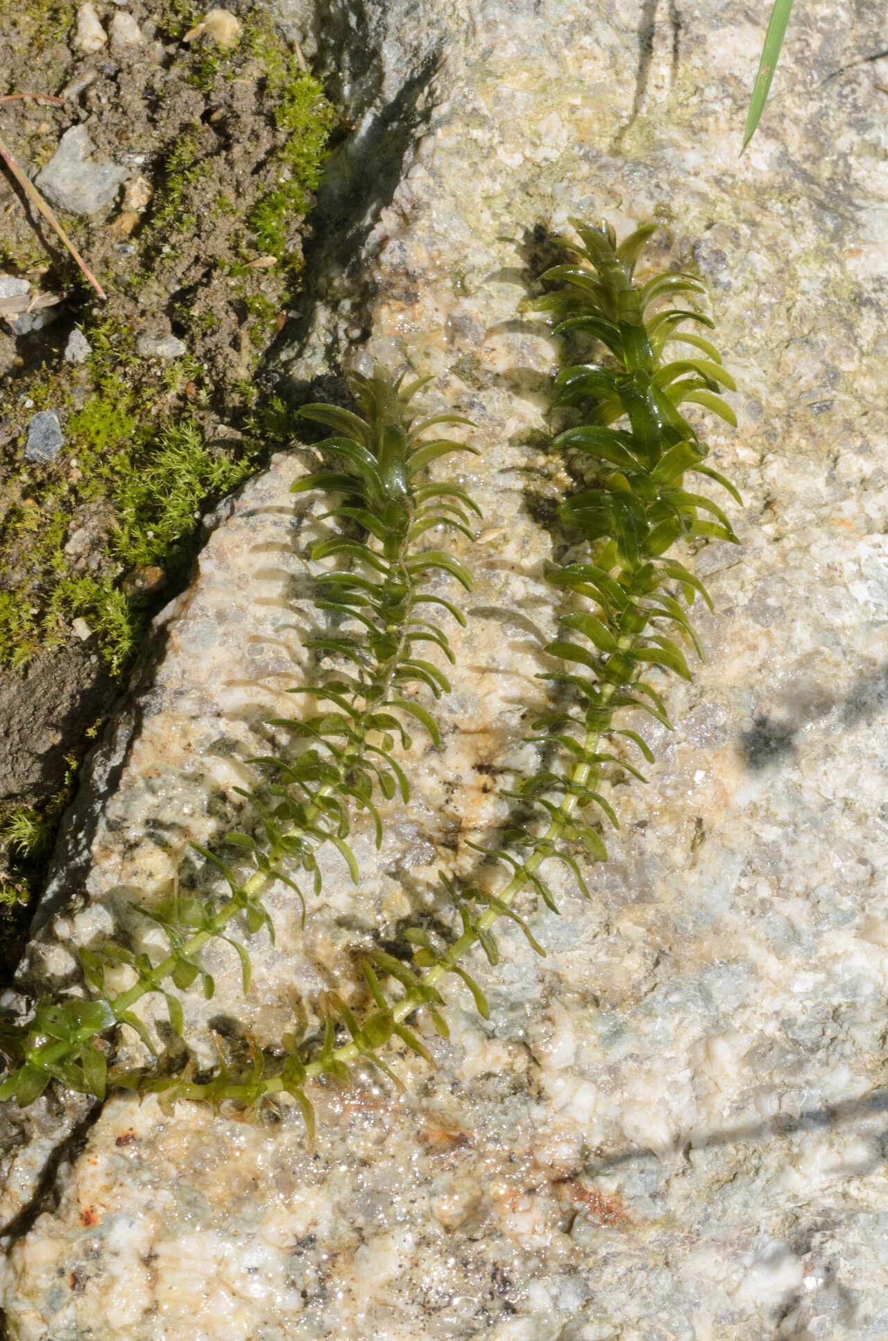 /documents/2940018/2958142/Broza+del+Canad%C3%A1+%28Elodea+canadensis%29.jpg/45d945cf-c6ce-9a72-62fb-e28fcf31efd0?t=1759416033115