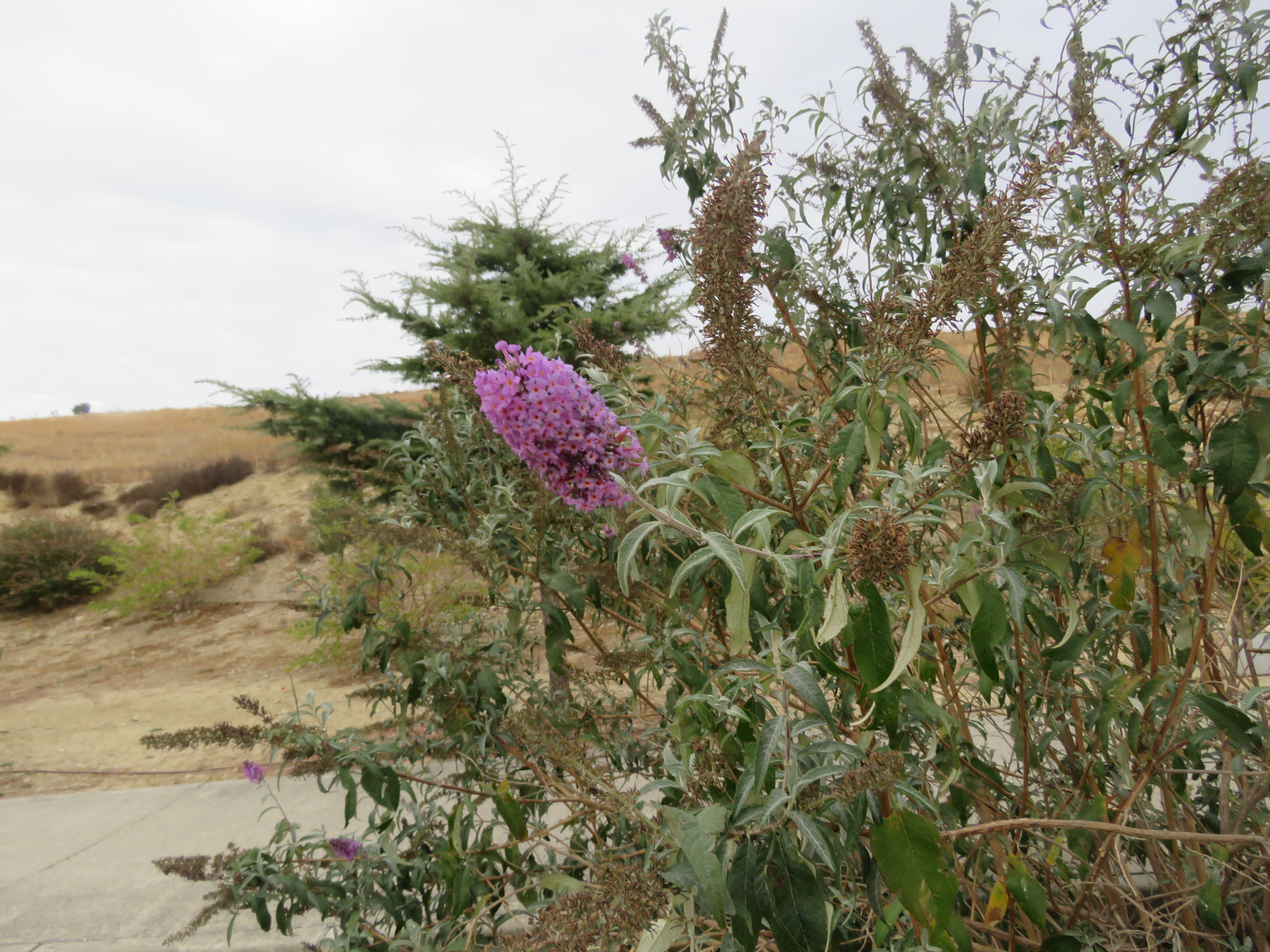 /documents/2940018/2958142/Budleya+%28Buddleja+davidii%29.JPG/2b8d6832-2b04-cc50-6f2c-5b6650e84414?t=1759416043851