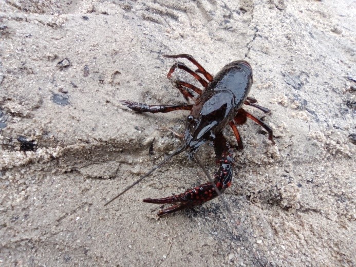 /documents/2940018/2958142/Cangrejo+rojo+%28procambarus+clarkii%29.JPG/390f912b-2bd8-4f0d-0e08-1bc17cb5d80f?t=1759746058486