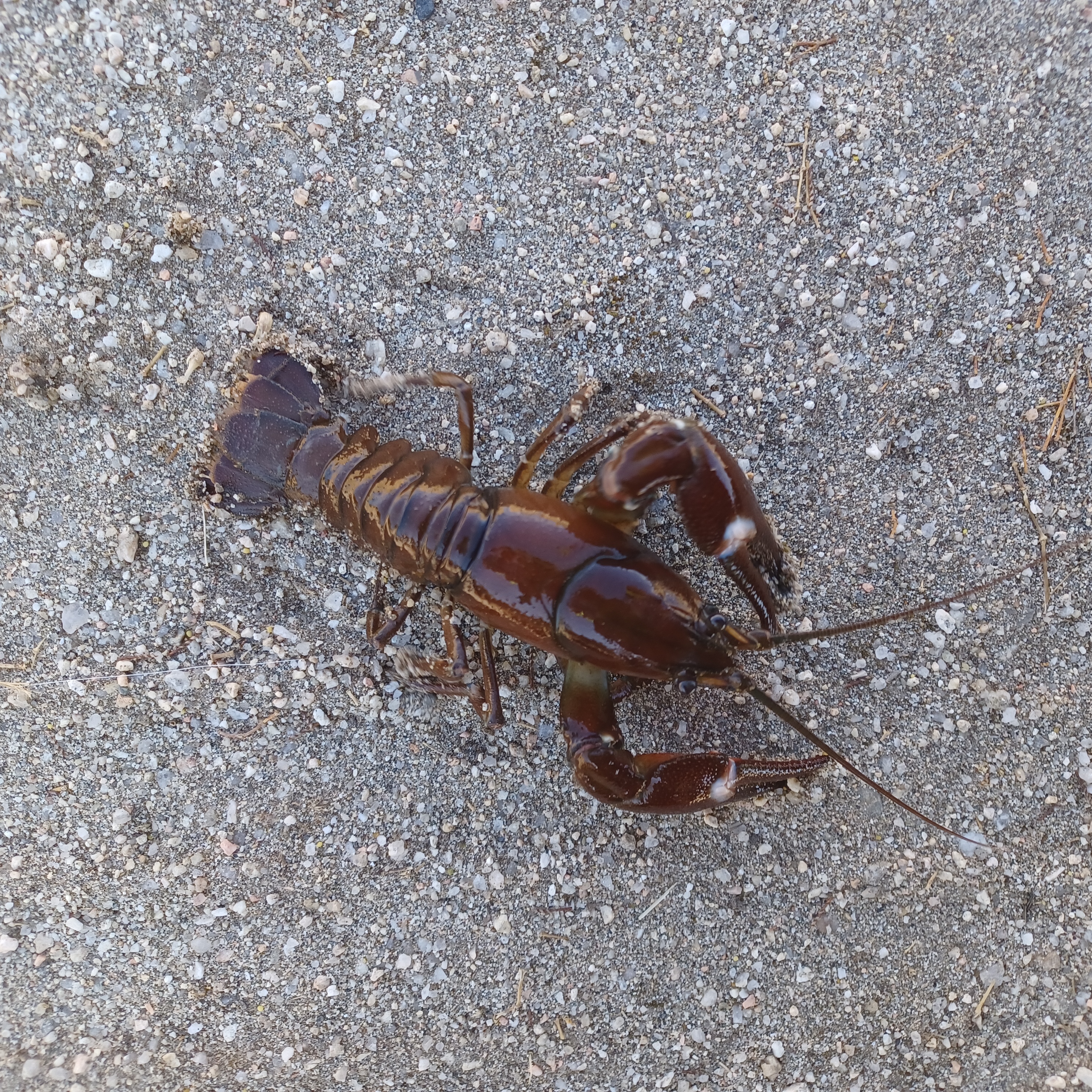 /documents/2940018/2958142/Cangrejo+se%C3%B1al+%28Pacifastacus+leniusculus%29.JPG/0f5c6647-2343-660a-2ca2-5b4ecd90aad2?t=1759746102586