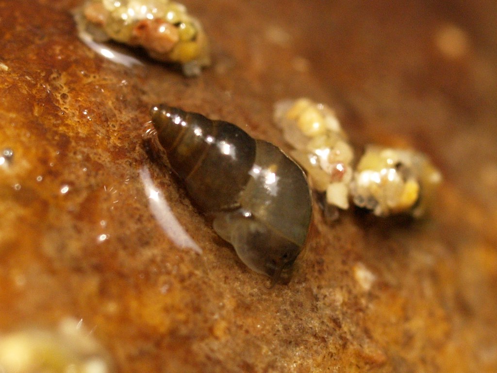 /documents/2940018/2958142/Caracol+del+cieno+%28Potamopyrgus+antipodarum%29.jpg/8daec2b2-18b7-6d77-6b09-3ef3be3c7ff3?t=1759415838019