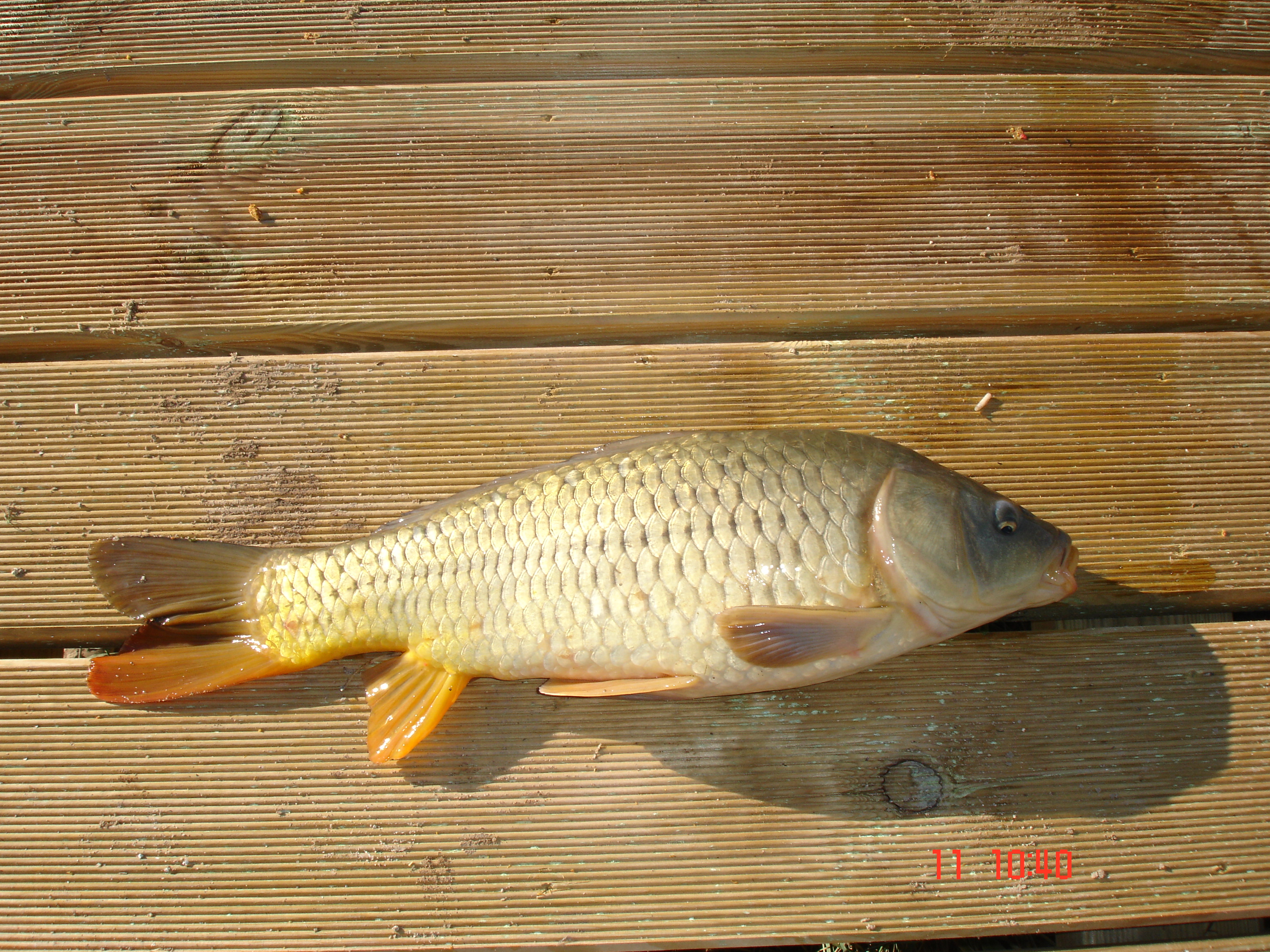 /documents/2940018/2958142/Carpa+%28Cyprinus+carpio%29.JPG/4d56402d-0f9a-e602-c647-4b0430f3cf53?t=1759414920063