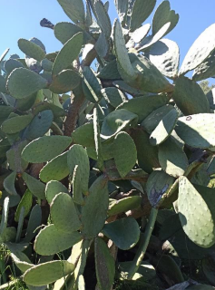 /documents/2940018/2958142/Chumbera+apretada+%28Opuntia+sp%29.png/9ac32f60-b33d-6356-8b9d-fa7a0409e276?t=1759415976568