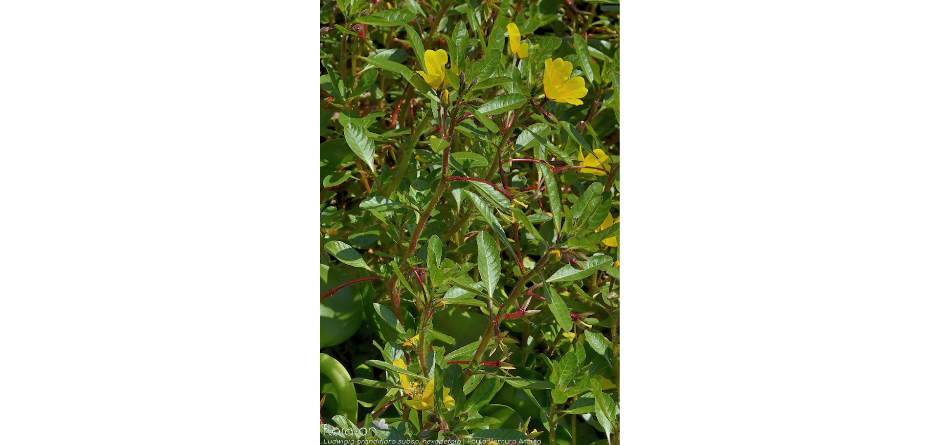 /documents/2940018/2958142/Duraznillo+de+agua+%28Ludwigia+grandiflora%29.png/51aa44f2-4e17-f190-2b03-c970ddf4b99d?t=1759415979618