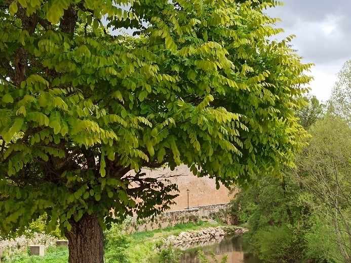 /documents/2940018/2958142/Falsa+acacia+%28Robina+pseudoacacia%29.jpg/e97c1104-8232-9cee-137c-e7b976d08fcd?t=1759415980028