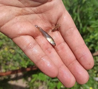 /documents/2940018/2958142/Gambusia+%28Gambusia+holbrooki%29.JPG/bdce1ebd-bf5c-619d-911d-3c0bc9172b63?t=1759763137249