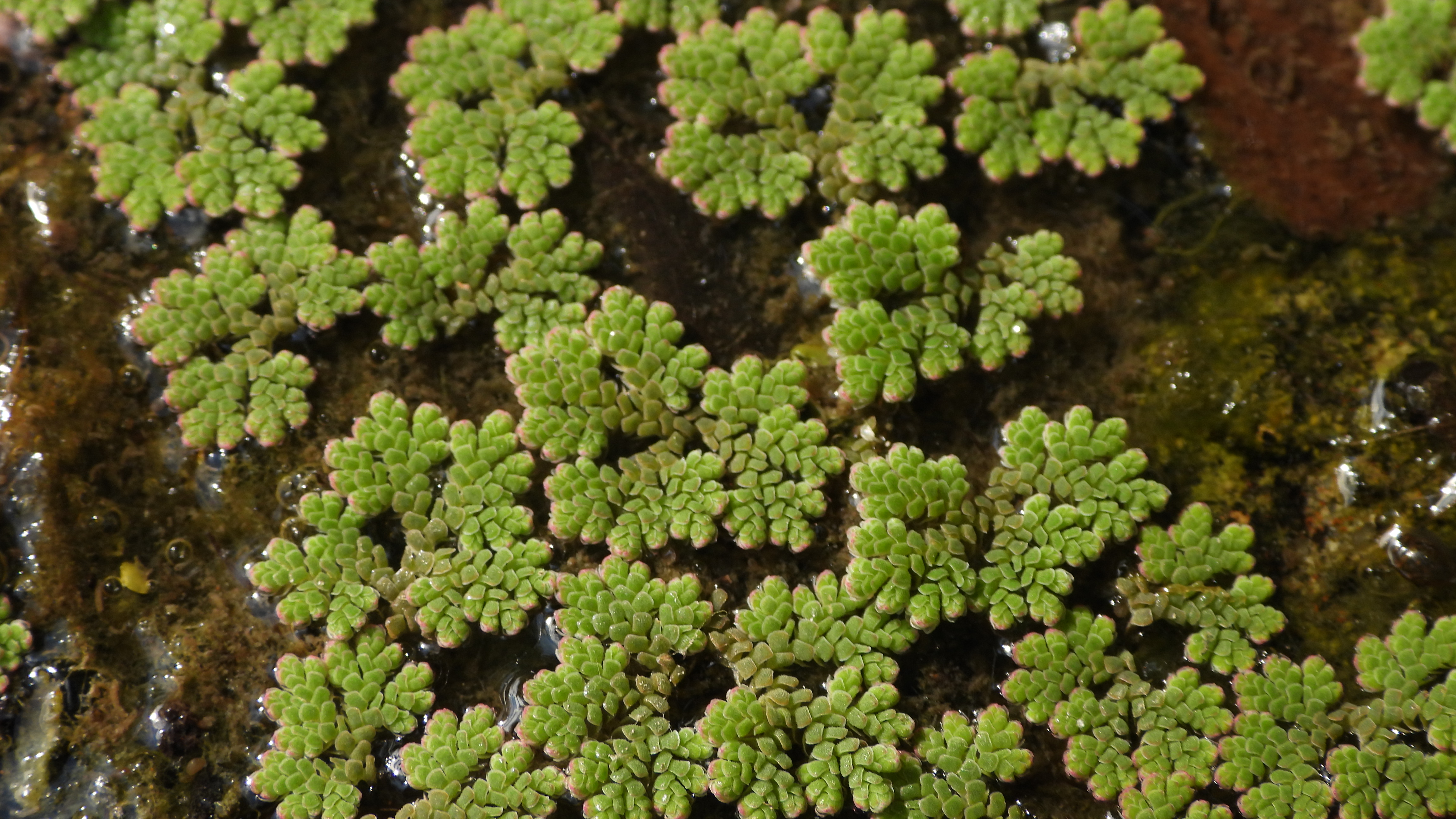 /documents/2940018/2958142/Helecho+de+agua+%28Azolla+spp%29.JPG/0181371c-7a6b-e6f4-c8d3-0953f82c876c?t=1759415986552