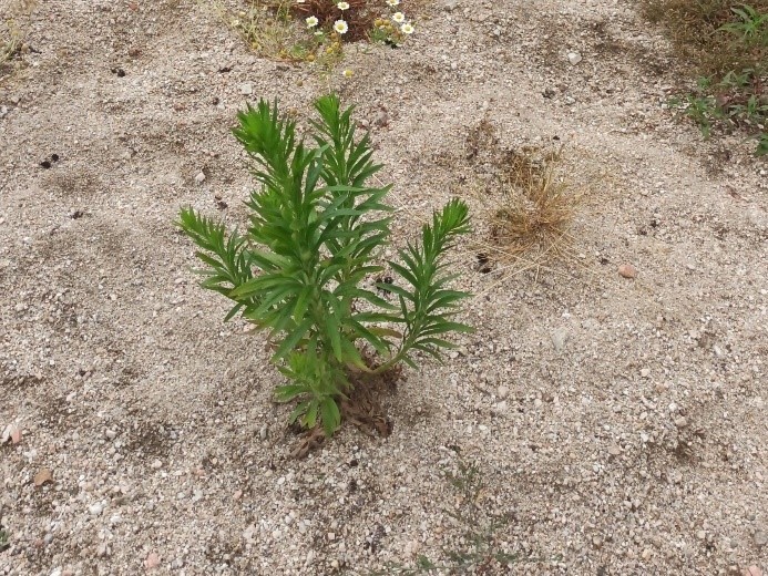 /documents/2940018/2958142/Hierba+carnicera+%28Conyza+canadensis%29.jpg/0d8d2d60-5182-1a0d-0b90-1a6c77d2d2bd?t=1759746356830