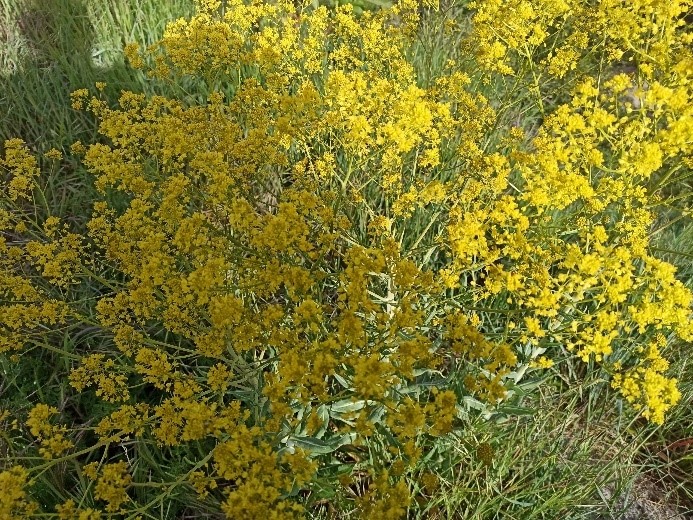 /documents/2940018/2958142/Hierba+pastel+%28Isatis+tinctoria%29.jpg/2950de4e-59e5-35a7-de6e-87ff1b12c9eb?t=1759415988113