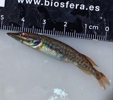 /documents/2940018/2958142/Lucio+%28esox+lucius%29.jpg/5334d040-2d0e-1218-671f-9b1cd20dc939?t=1759414928326