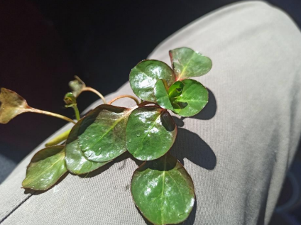 /documents/2940018/2958142/Ludwigia+%28ludwigia+peploides%29.png/4b690328-d284-3f0b-ac5d-d6b0e7398f91?t=1759415988623