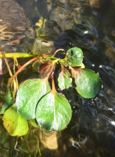 /documents/2940018/2958142/Ludwigia+%28ludwigia+repens%29.png/47396641-126b-8ed0-f563-4906c8d87c62?t=1759415989068