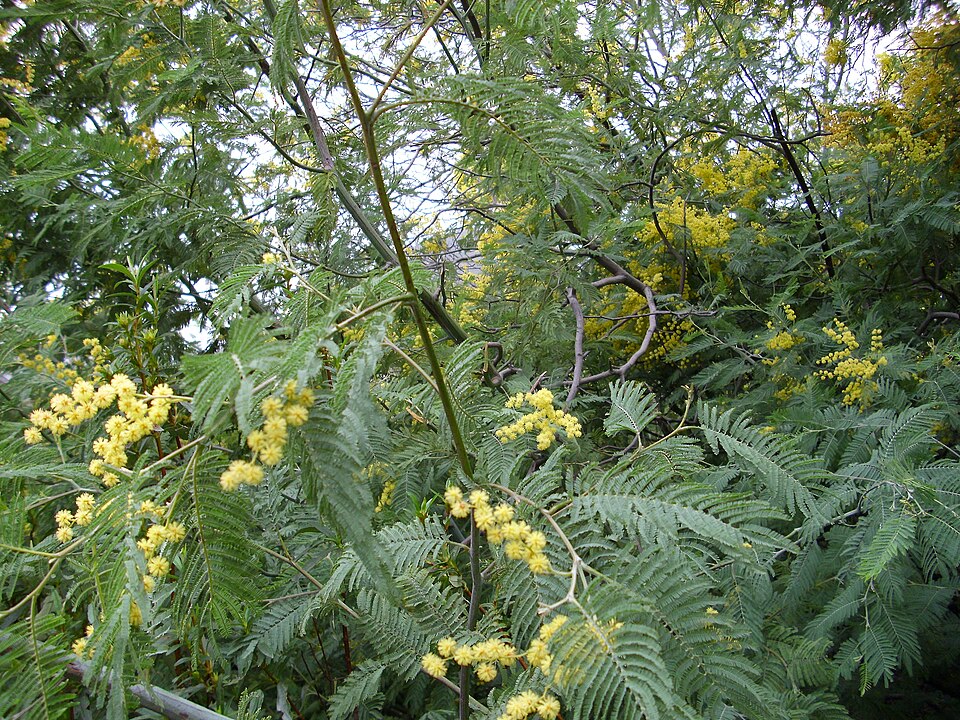 /documents/2940018/2958142/Mimosa+%28Acacia+dealbata%29.jpg/da74b275-3741-2928-8f79-75a285cbe540?t=1759415989880