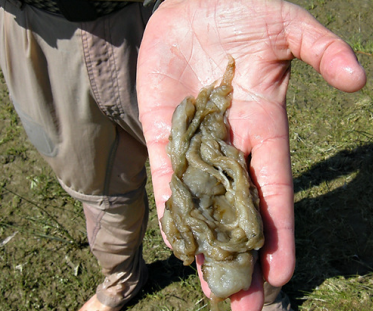 /documents/2940018/2958142/Moco+de+roca+%28Didymosphenia+geminata%29.PNG/ee0d3c89-90f4-444a-6195-a3f25ea27e87?t=1759415990657