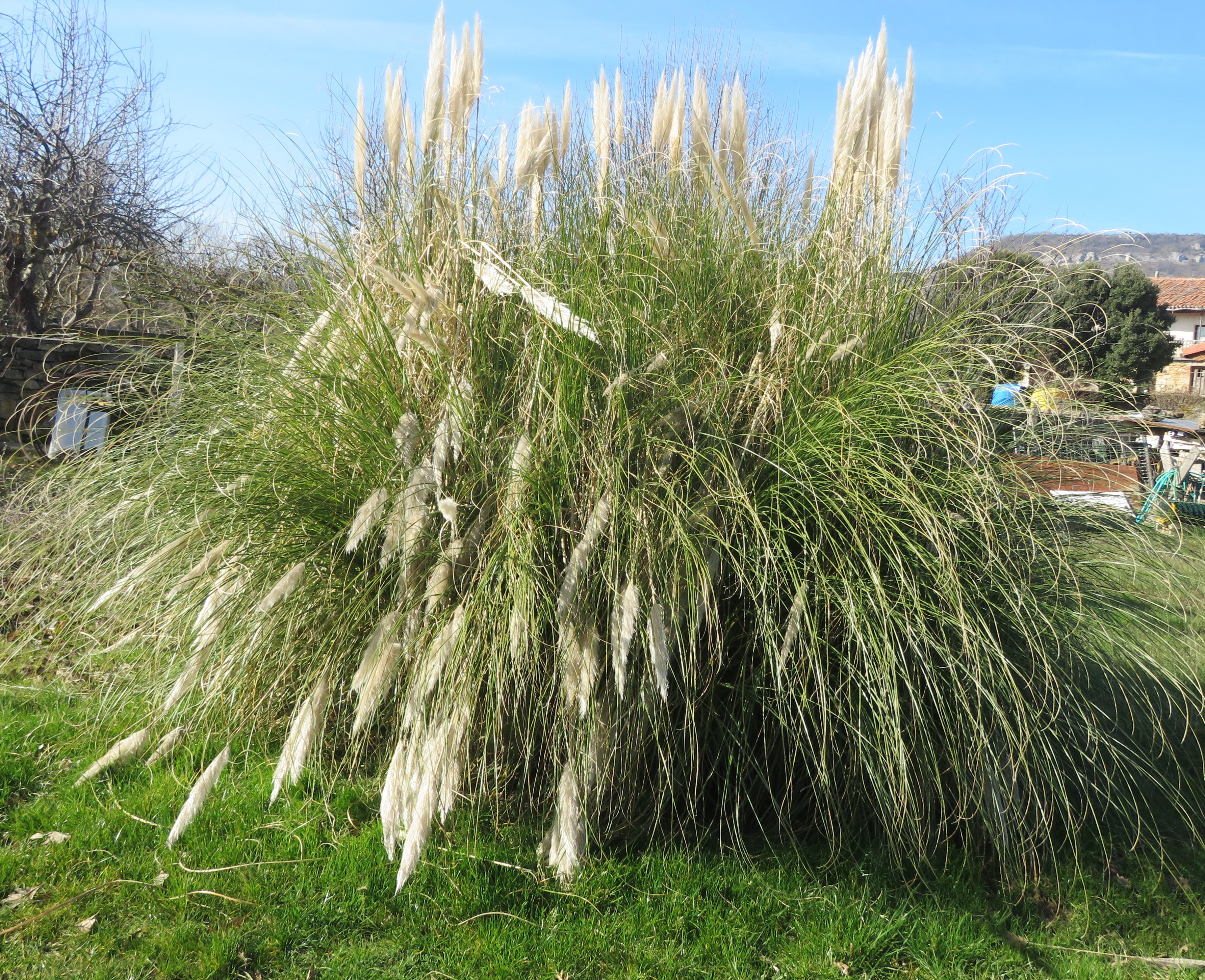 /documents/2940018/2958142/Plumero+de+la+pampa+%28Cortaderia+selloana%29.JPG/77864fa9-95b2-d494-47d6-6dbe7f60d911?t=1759415998482