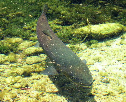 /documents/2940018/2958142/Salm%C3%B3n+del+Danubio+%28Hucho+hucho%29.jpg/9b575858-9679-9ea8-880c-7cdca229ca45?t=1759414901151