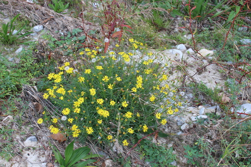 /documents/2940018/2958142/Senecio+%28Senecio+inaequidens%29.jpeg/eb530064-380f-2af2-bcf0-3b93d385c061?t=1759415999529