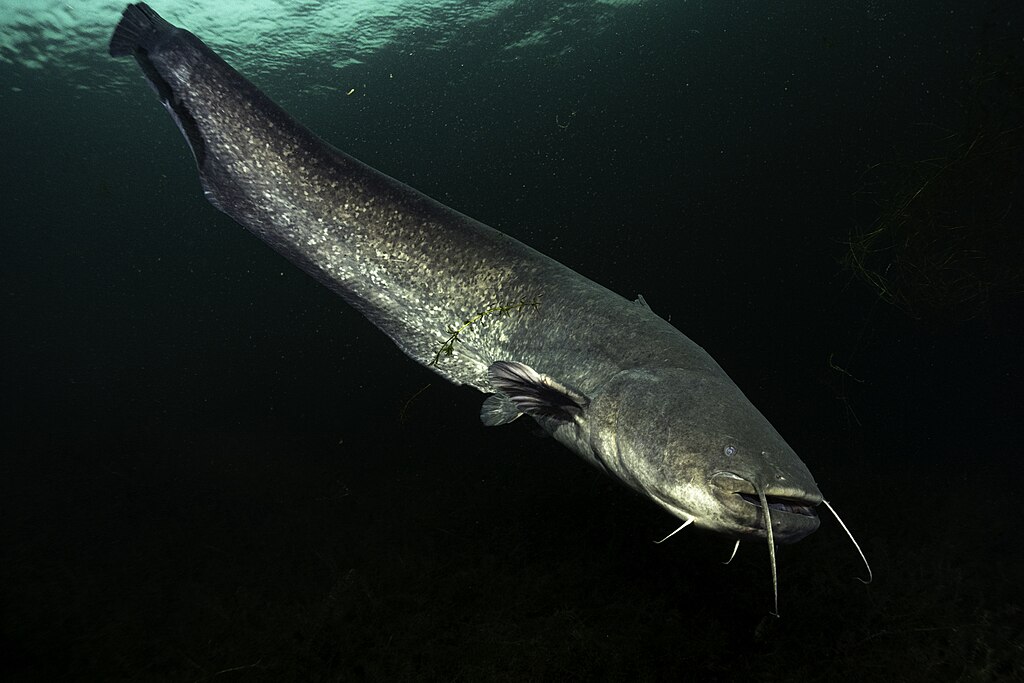 /documents/2940018/2958142/Siluro+%28Silurus+glanis%29.jpg/15b08c13-5545-e9d8-4f1f-7692dc88dcc4?t=1759414902342