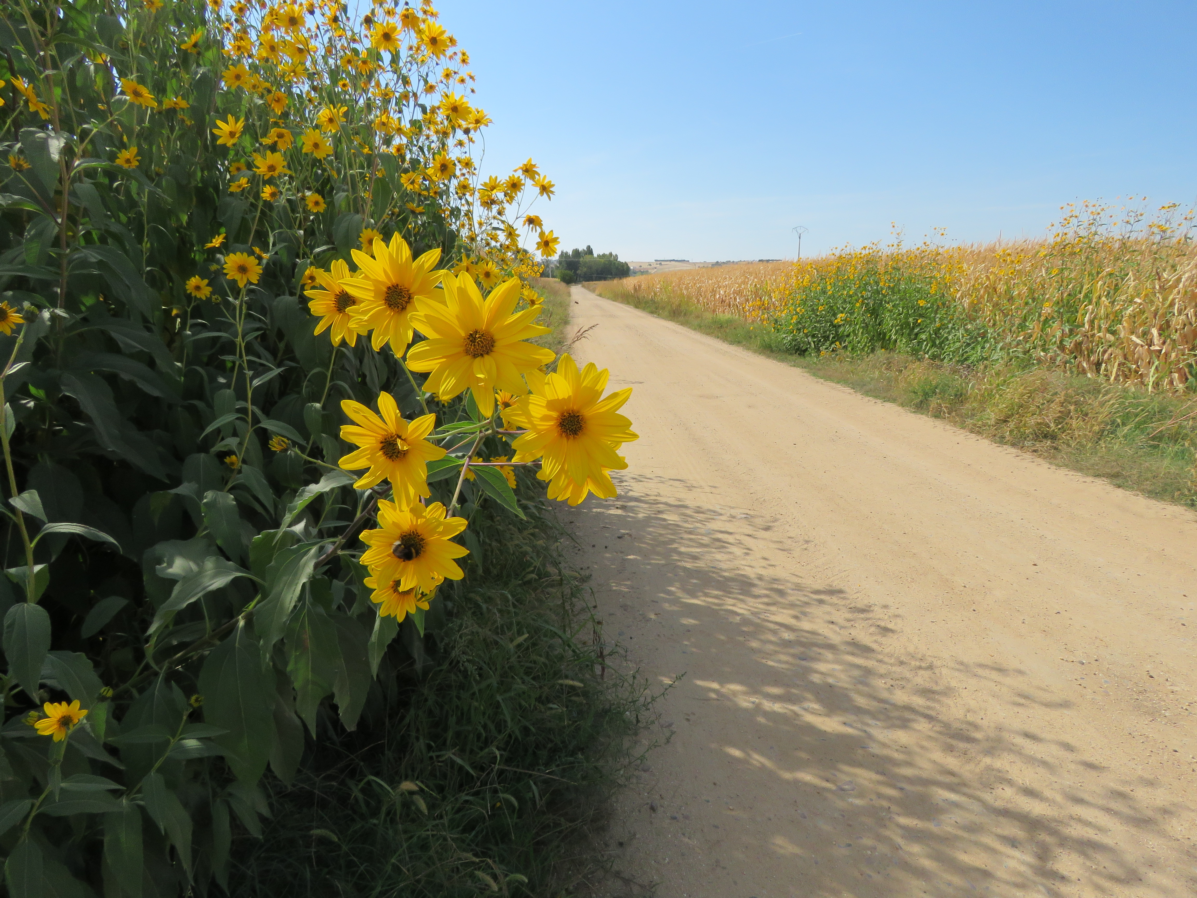 /documents/2940018/2958142/Tupinabo+%28Helianthus+tuberosus%29.JPG/47244a14-aa92-7c59-7744-2314ba769118?t=1759416009495