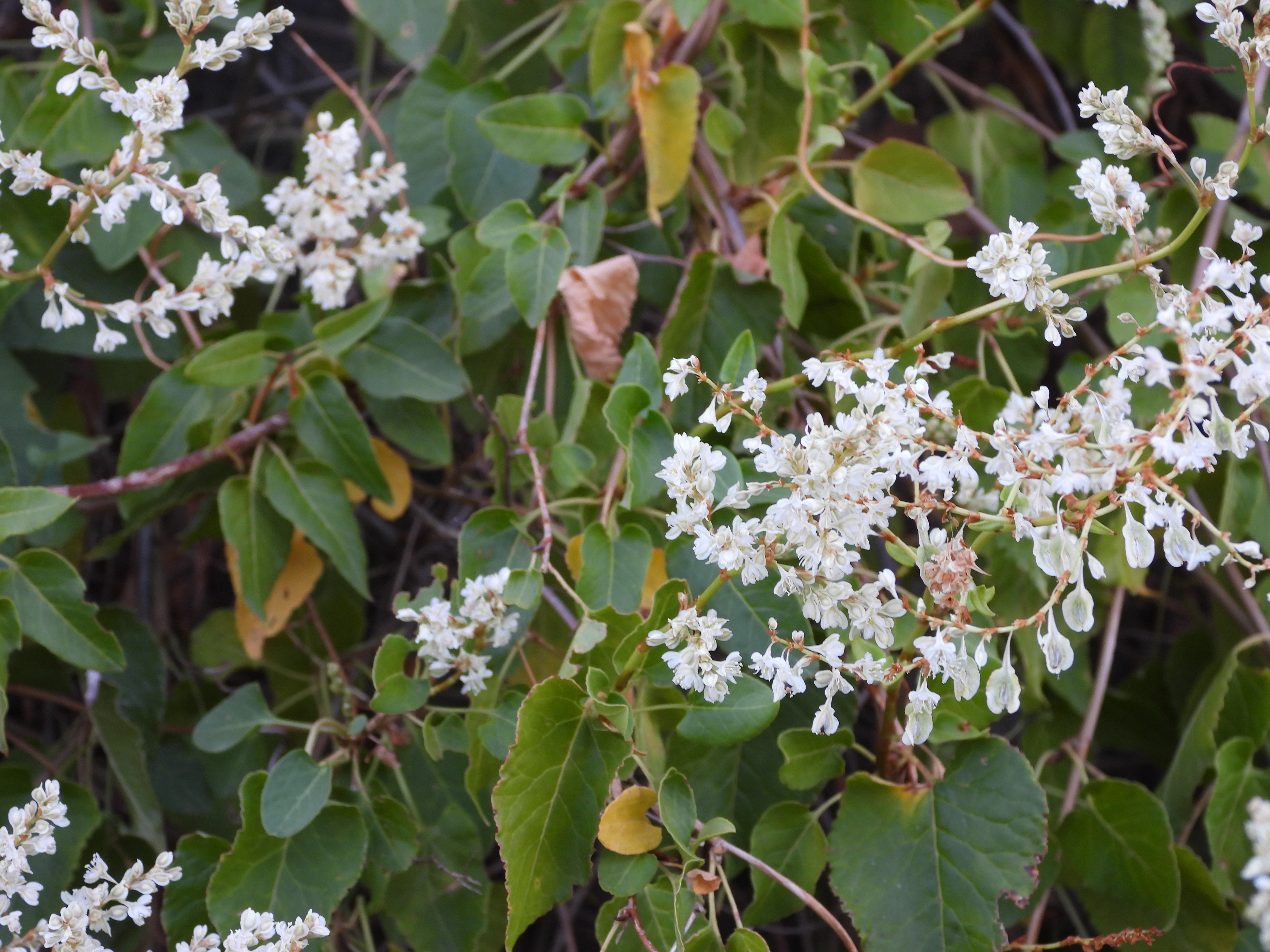 /documents/2940018/2958142/Vi%C3%B1a+del+Tibet+%28Fallopia+baldschuanica%29.JPG/32f3cf95-d649-58e4-63ef-dc2c1ff7ef04?t=1759416018006