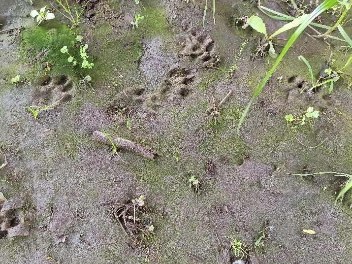 /documents/2940018/2958142/Vis%C3%B3n+americano+%28Neovison+vison%29.jpg/5a698a03-eb39-0c88-2373-5ae8268eeacc?t=1759414800096