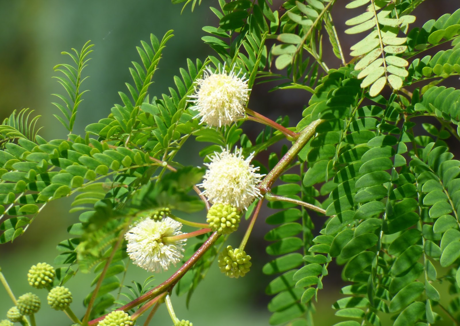 /documents/2940018/2958142/Z%C3%A1rate+%28Leucaena+leucocephala%29.JPG/8abb3a55-3688-179b-293b-1092ebe7ddbf?t=1759746697361