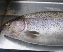 /documents/2961741/2963200/TruchaArcoiris+%281%29.jpg/f713fe88-c183-ff8e-65f9-47b22a5e2b94?t=1756123065960